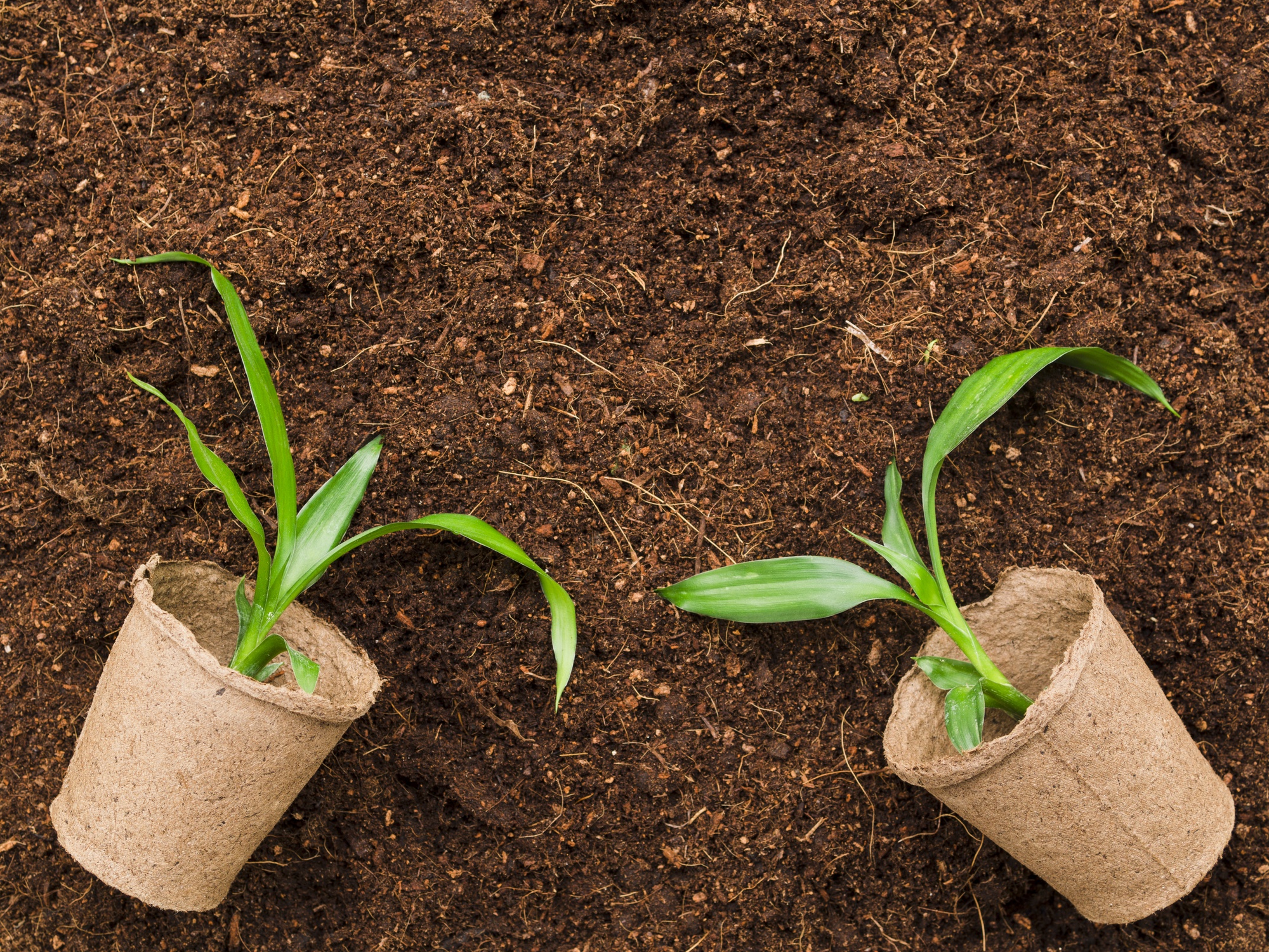 top-view-plants