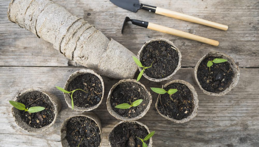 plant-garden-still-life